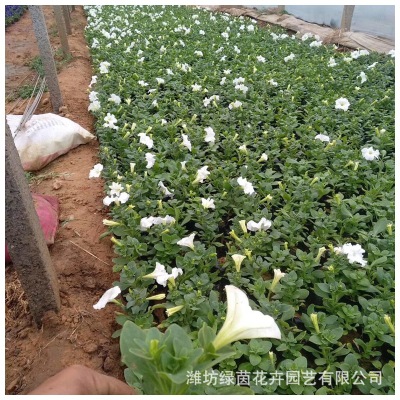 垂钓牵牛 夏秋草花矮牵牛盆栽 绿化工程花卉垂吊矮牵牛 颜色多