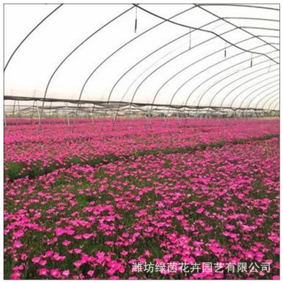 欧石竹 园林绿化道路旁绿植 冬季耐寒花草盆栽 青州花卉基地销售