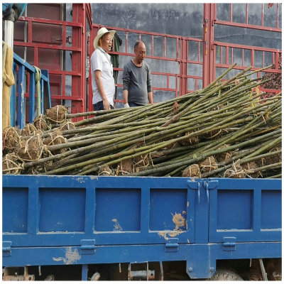 基地供应 小香樟树行道树 绿化树苗 常绿园林绿化工程香樟树