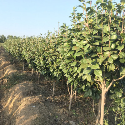 湖南基地供应 茶花树苗 四季茶花苗 绿化小苗多品种树苗批发