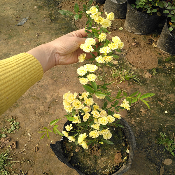 黄木香花苗爬藤植物浓香型红木香盆栽重瓣白木香蔷薇花苗带花大苗