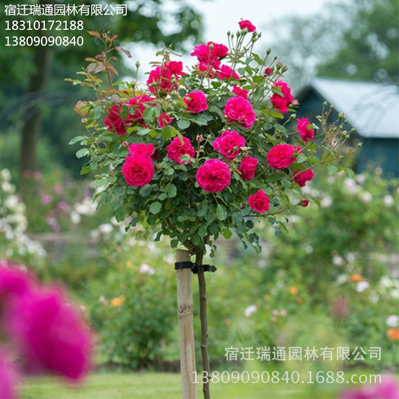 爬藤月季藤本欧洲月季花 攀援花卉植物庭院阳台盆栽开花月季