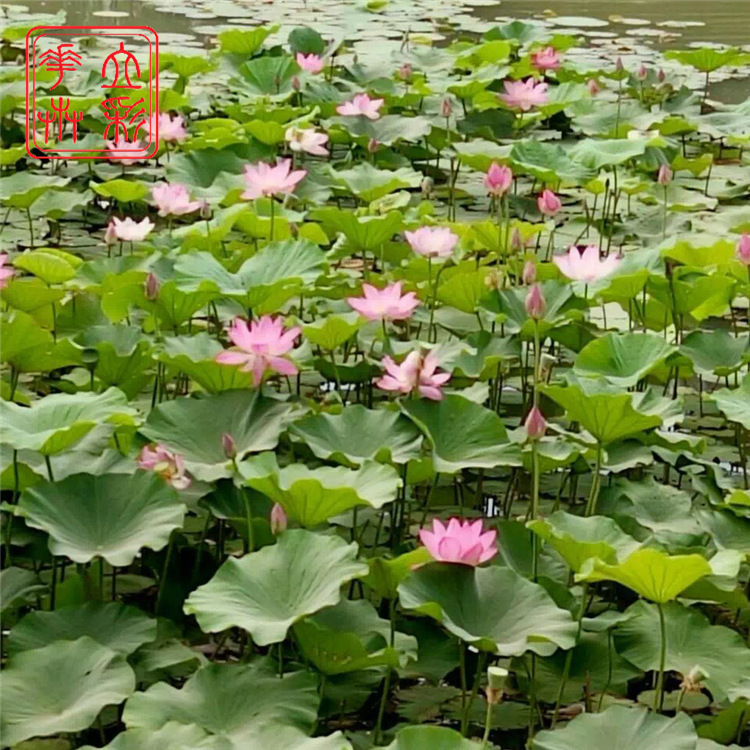 基地生产 水生植物 荷花小苗 荷花苗 水体绿化 量大从