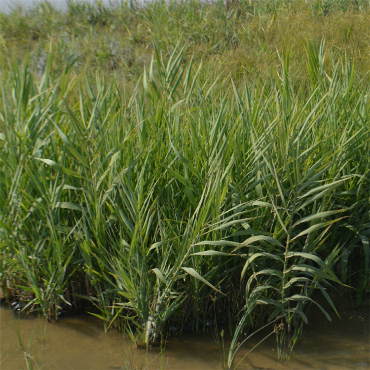 青叶芦竹 成都基地量大从优 挺水植物 水生湿地绿化景观 青叶芦竹