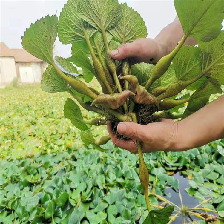 菱角苗成都苗圃基地水生种植菱角苗凌角菱角种灵角菱角量大优惠多