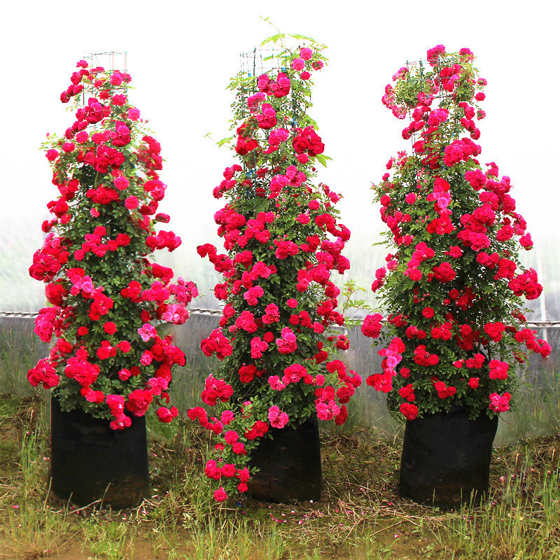 红木香花卉爬藤植物浓香四季带花红木香白木香蔷薇花阳台攀援花卉