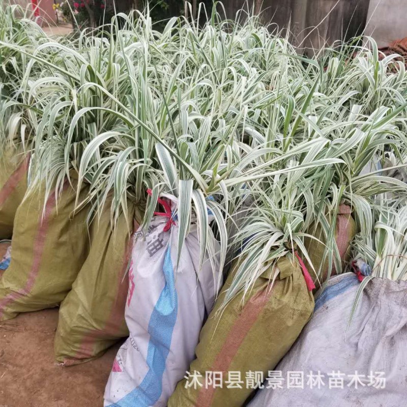 花叶芦竹 水生花卉 芦竹 花边芦竹盆栽 池塘植物芦苇绿化工程用