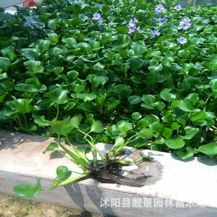 江苏沭阳水生花卉批发 凤眼莲 水葫芦水体绿化树苗 河道治理植物