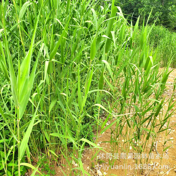 基地供应水生芦苇苗 公园水池水生植物 水体绿化 芦苇根湿地绿化