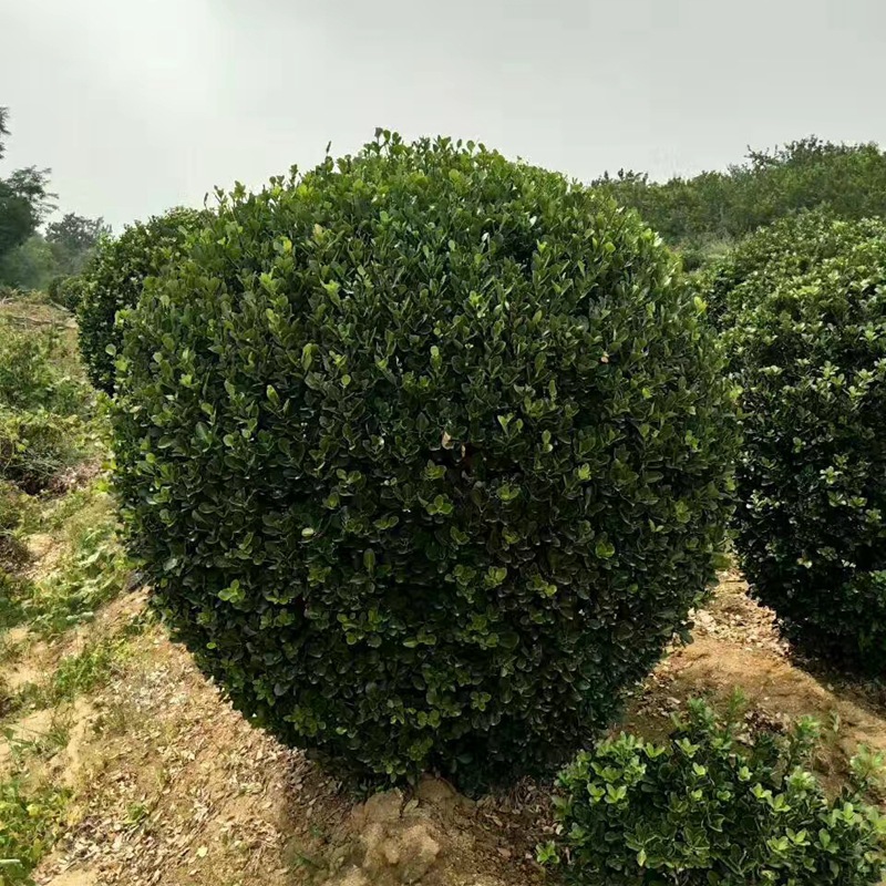 山东基地批发大叶黄杨球 工程绿化苗木行道树耐寒绿篱大叶黄杨球