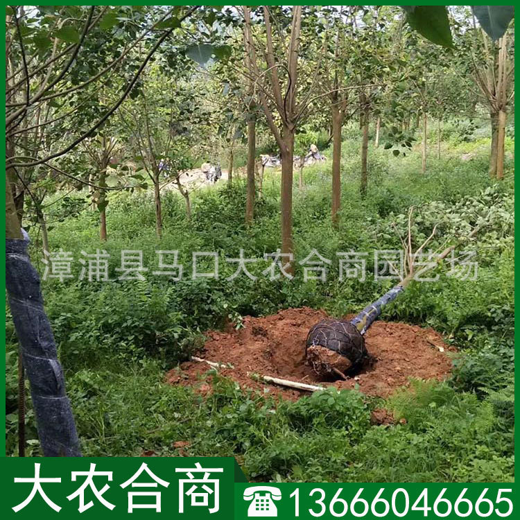 菩提树地苗报价 菩提树地栽苗批发 风景树 行道树供应