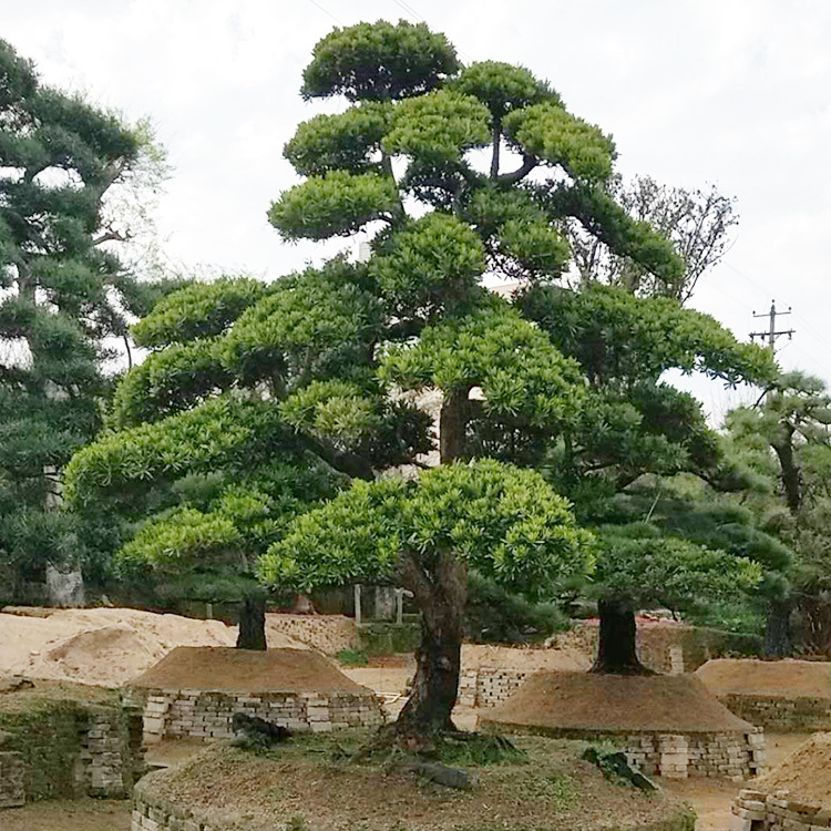 批发造型罗汉松高150-250 园林工程绿化 庭院树 多种规格 基地直