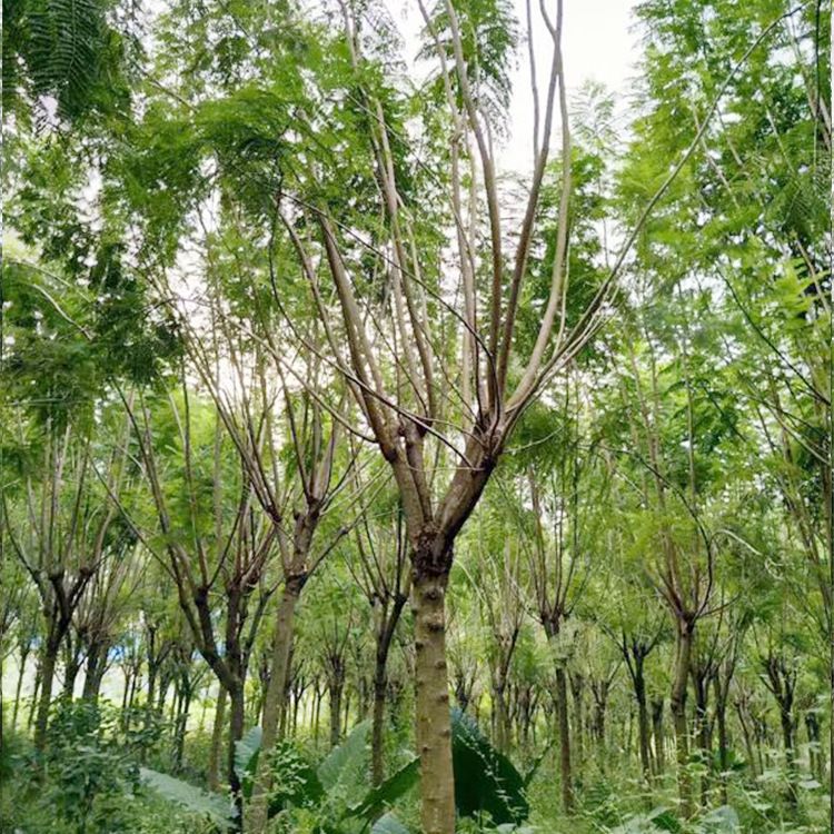 蓝花楹 观赏树木 基地供应绿化工程 花卉树木 行道树