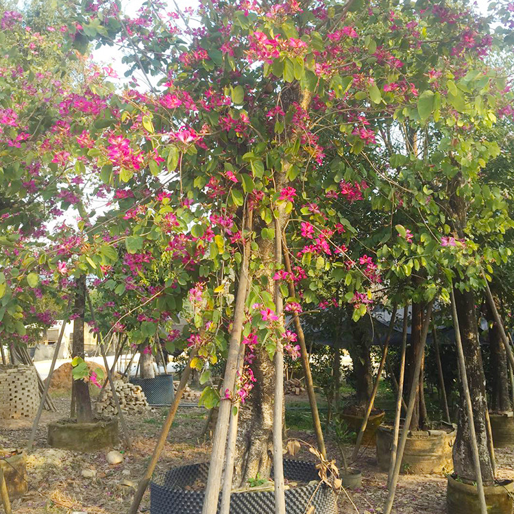 批发供应红花紫荆树洋紫荆 行道树,开花乔木,道路绿化,校园绿化c