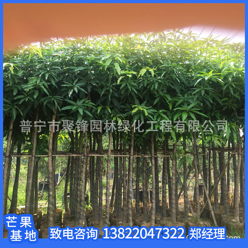 普宁绿化芒果树苗普宁5公分种植基地普宁绿化芒果大树风景树种类