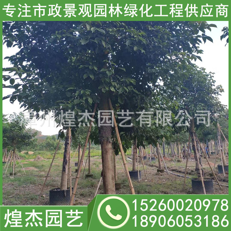 重阳木大量批发 重阳木移植苗价格 园林绿化 量大从优