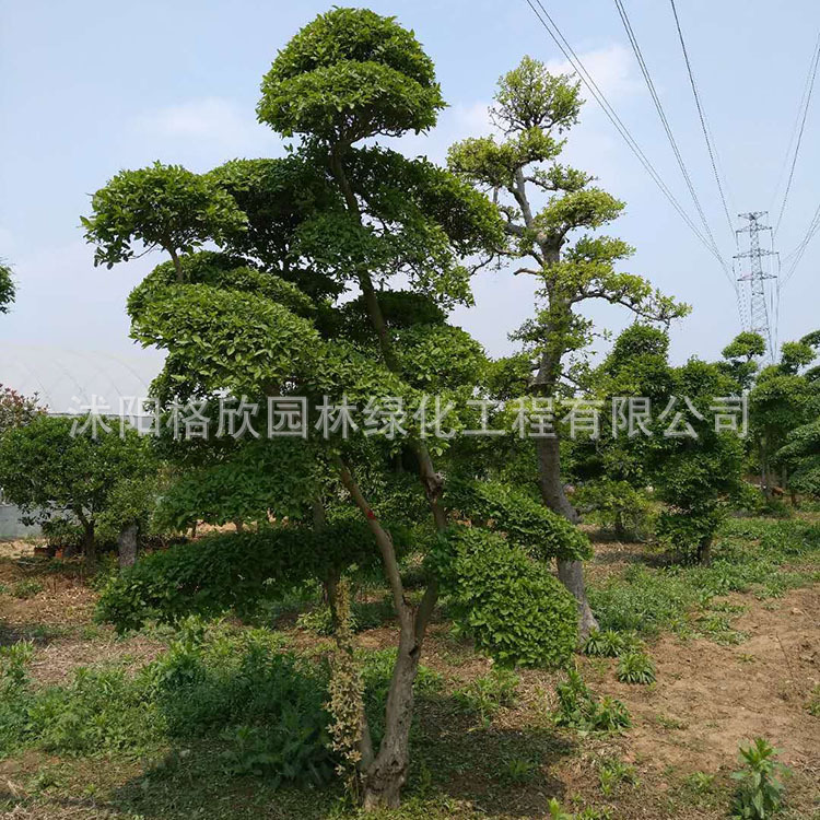 小叶女贞造型树基地批发高档园林精品盆景造型风景树小叶女贞苗