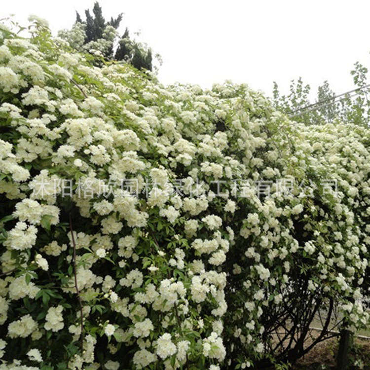 苗圃直销 木香花苗 成活率高 规格齐全 木香花 品种全木香花