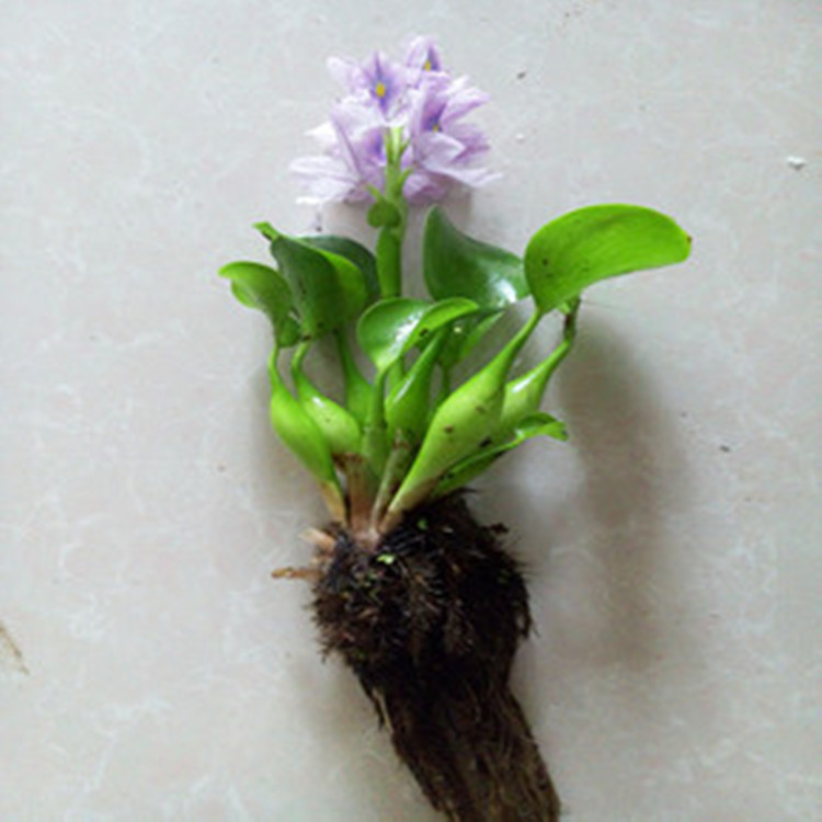 苗圃批发水生植物 水葫芦苗布袋莲 水芙蓉湿地绿化庭院池塘景观