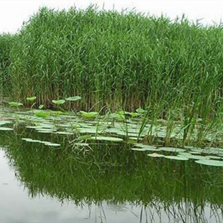 基地批发水生植物野生芦苇苗水体湿地绿化庭院净化水质量大优惠