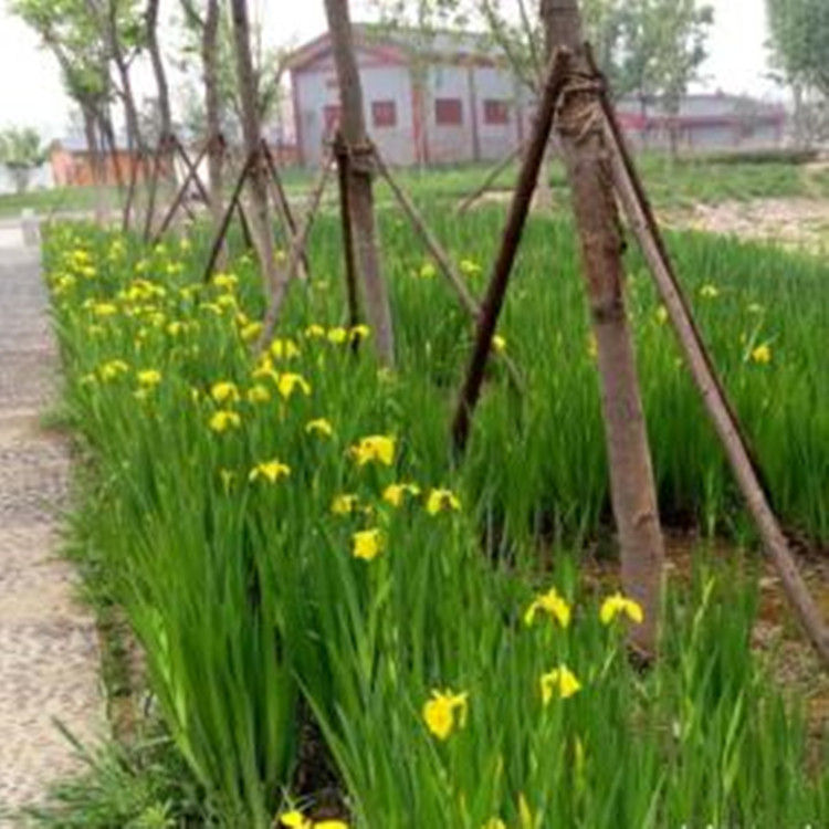 基地批发水生植物黄菖蒲苗黄花鸢尾园林湿地绿化庭院池塘量大优惠