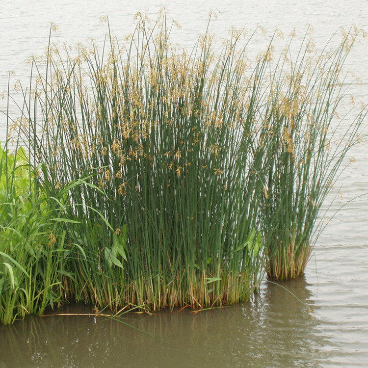 基地批发水生植物水葱苗池塘湿地绿化水体修复净化水质量大优惠