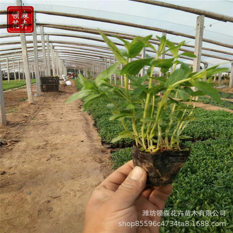 千屈菜 多年生水生植物 多芽盆栽 水体花海花镜绿化