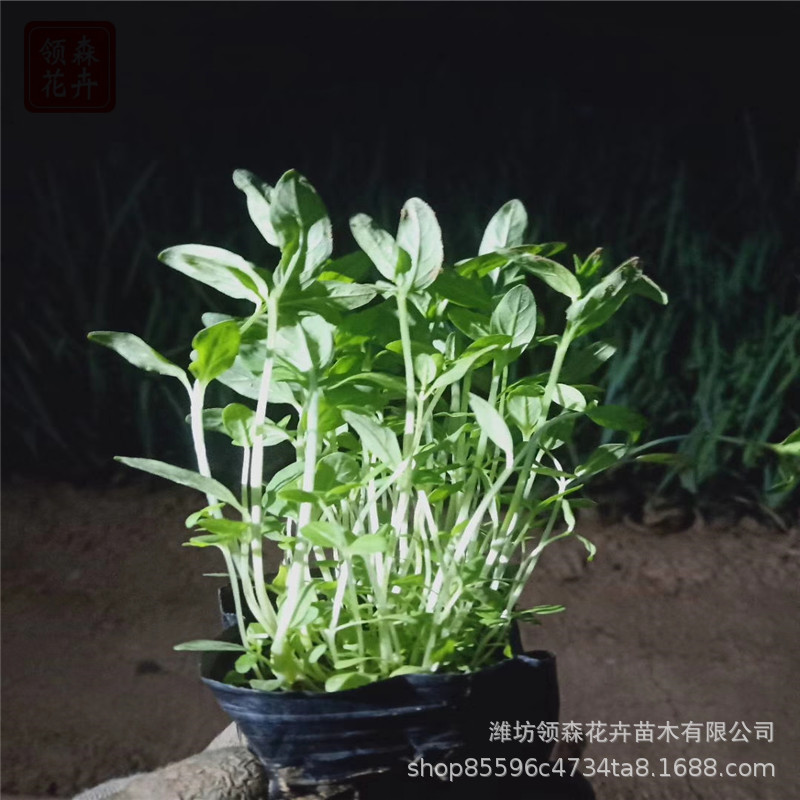 大量批发千屈菜再力花 多年生水生植物 湿地水体绿化 基地现货