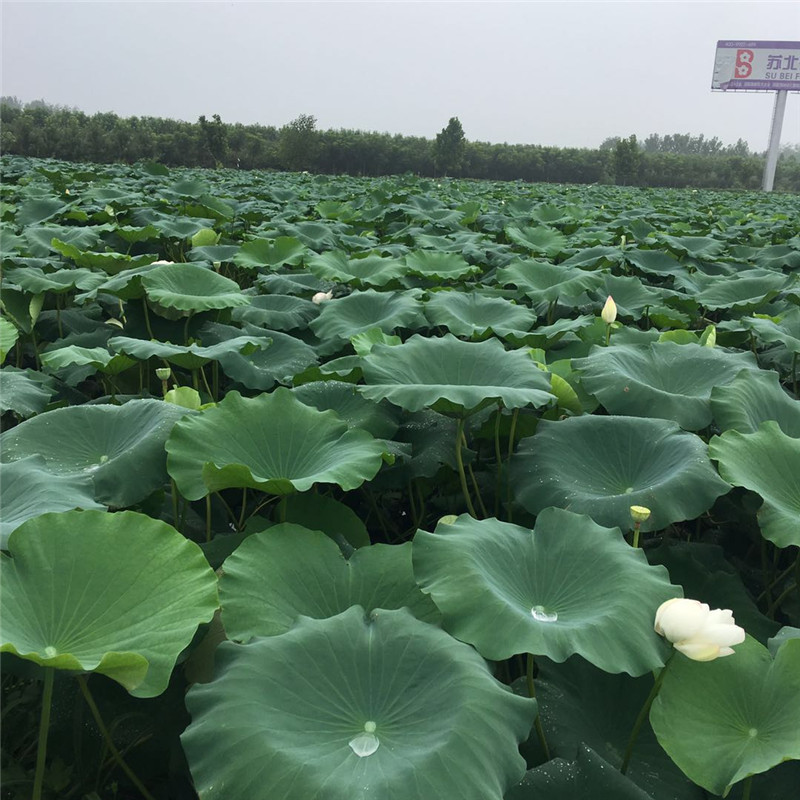 观赏荷花苗 直销水体绿化荷花藕苗 池塘水生植物 观赏荷花 苗莲藕