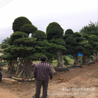 小叶榕桩景 漳州小叶榕桩景 绿榕园艺基地嫁接4-6米造型小叶榕桩