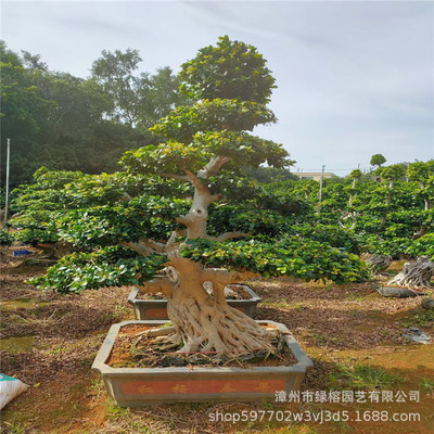 造型榕树盆景 福建小叶榕基地 四季常绿榕树绿榕园艺基地大量供应