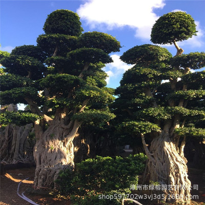 造型小叶榕桩头 造型榕树桩景 中式园林绿榕园艺基地一手货源