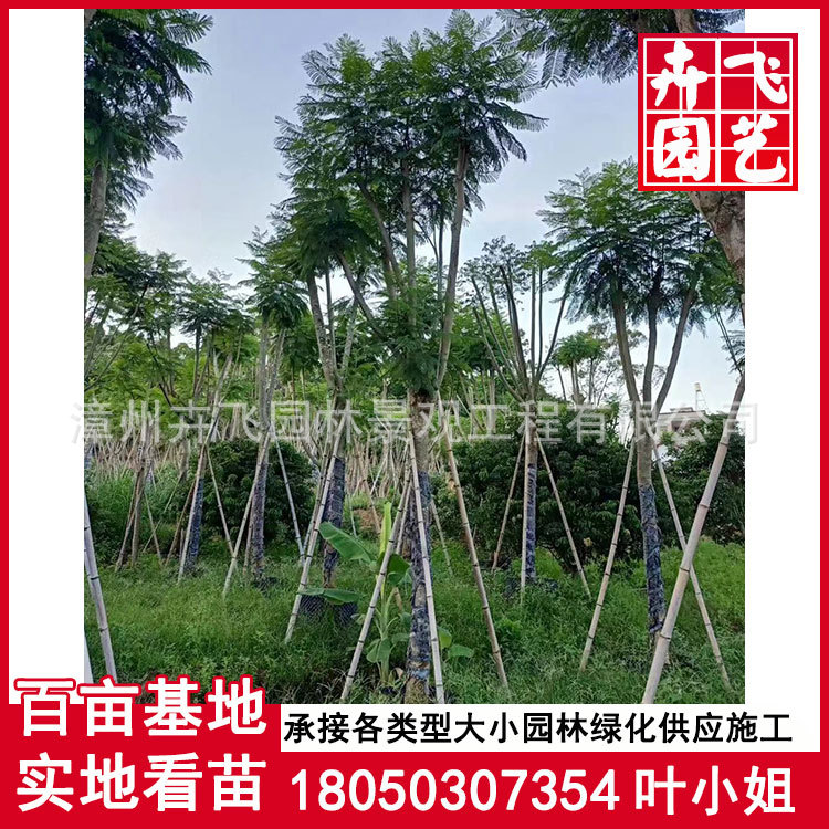 蓝花楹 蓝雾树 米径12，骨架移植苗，价格550元