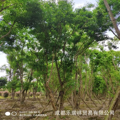 三角枫基地 移栽熟货 规格齐全 四川三角枫 绿化苗木 丛生三角枫