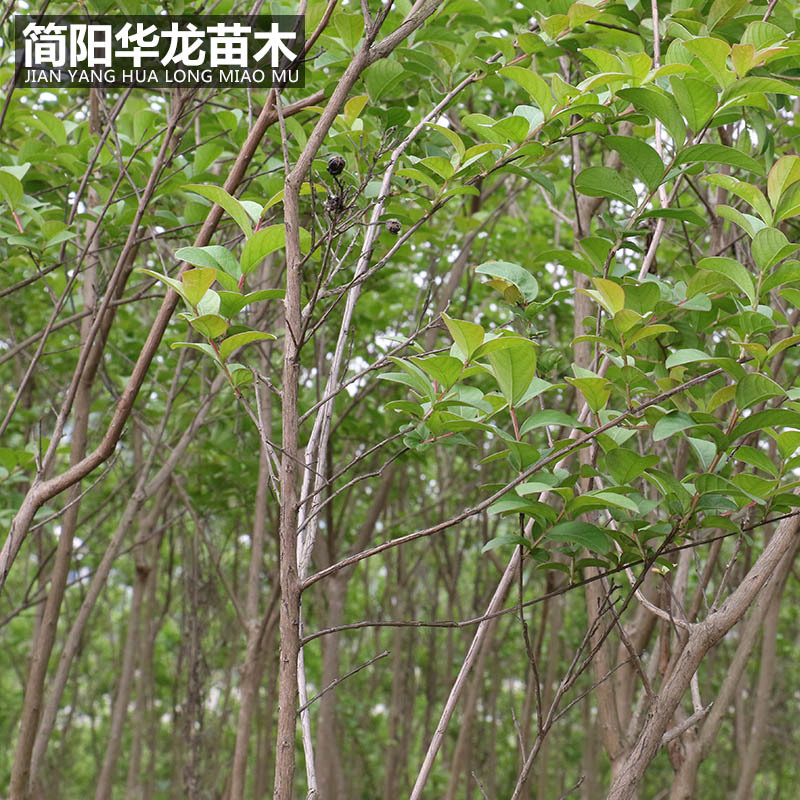 基地绿化苗圃出售大量紫薇树 园林绿化树木庭院别墅紫薇条批发