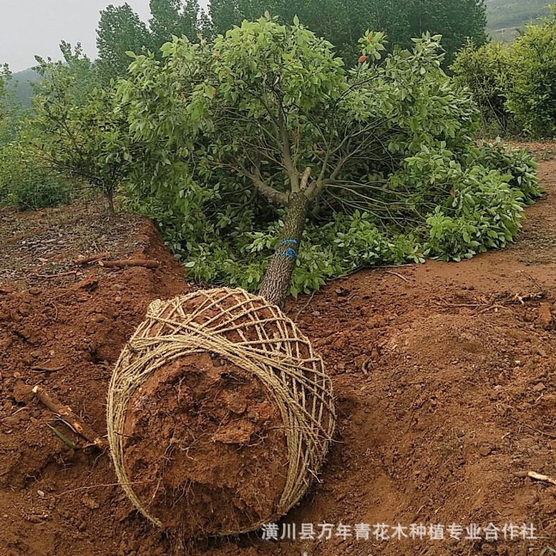 农户直销 香樟树苗绿化苗木庭院四季常青驱蚊南北方种植