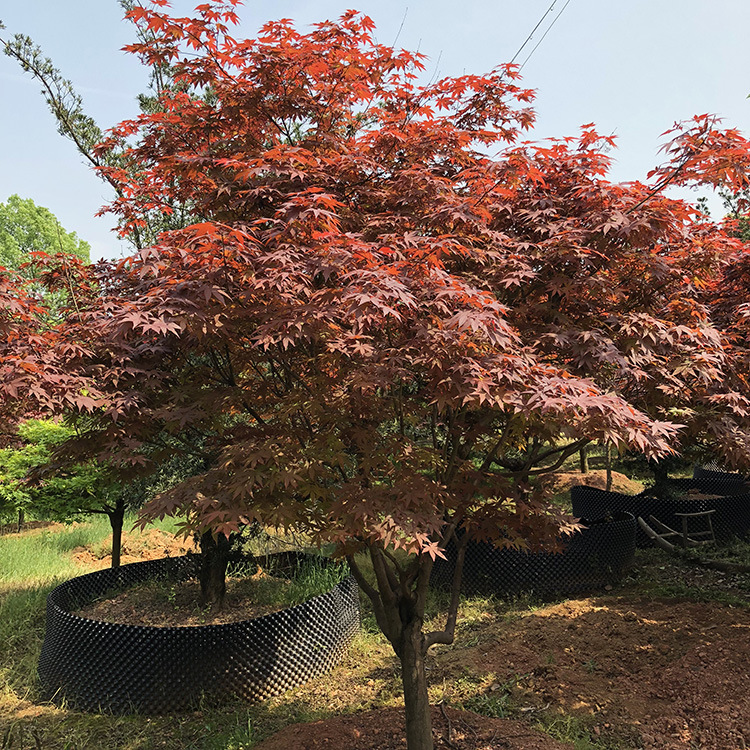 湖南基地直销 红枫 红枫树 规格齐全欢迎实地考察乔木园林植物