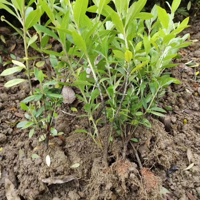 毛杜鹃-农户基地直销 庭院 别墅 小区 绿化工程 色块小苗