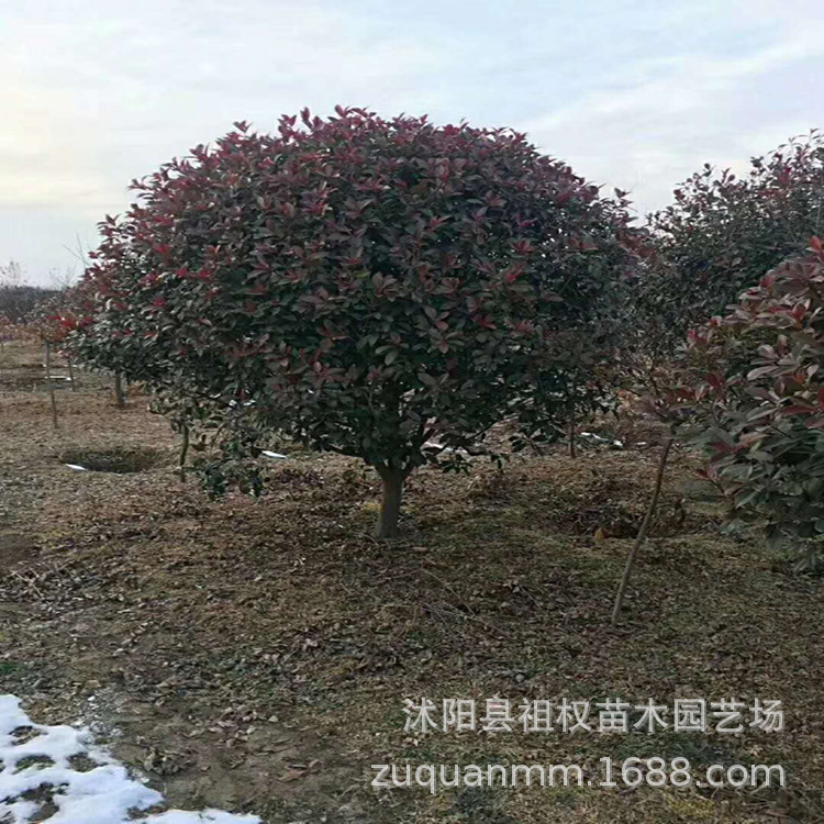 基地大量批发红叶石楠球 花灌木 石楠球规格齐全 量大从优 包上车