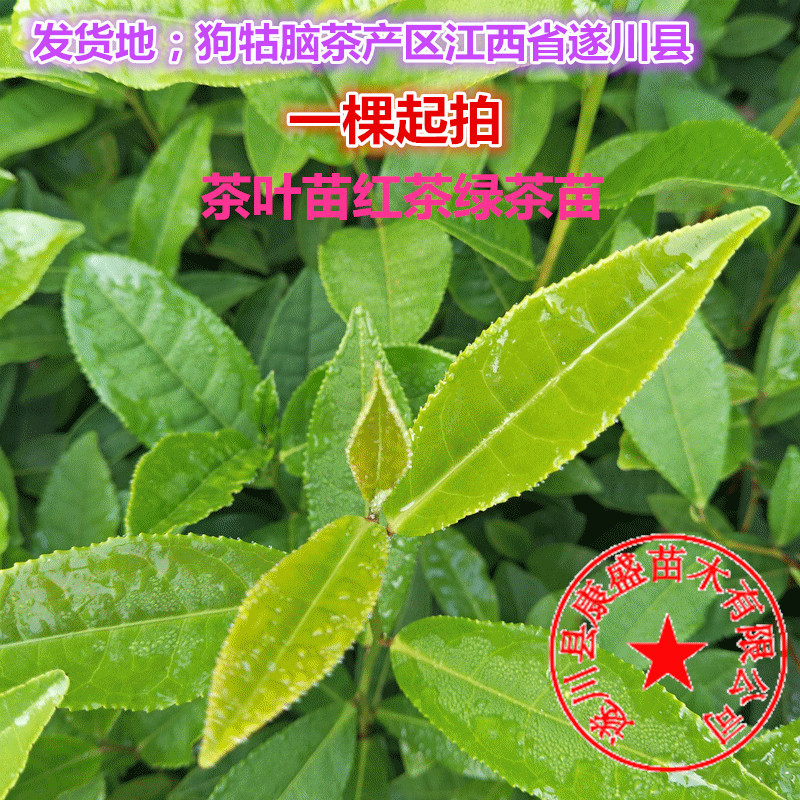 茶叶苗早茶苗绿茶苗红茶苗茶叶树苗江西遂川狗牯脑茶叶种子茶叶籽