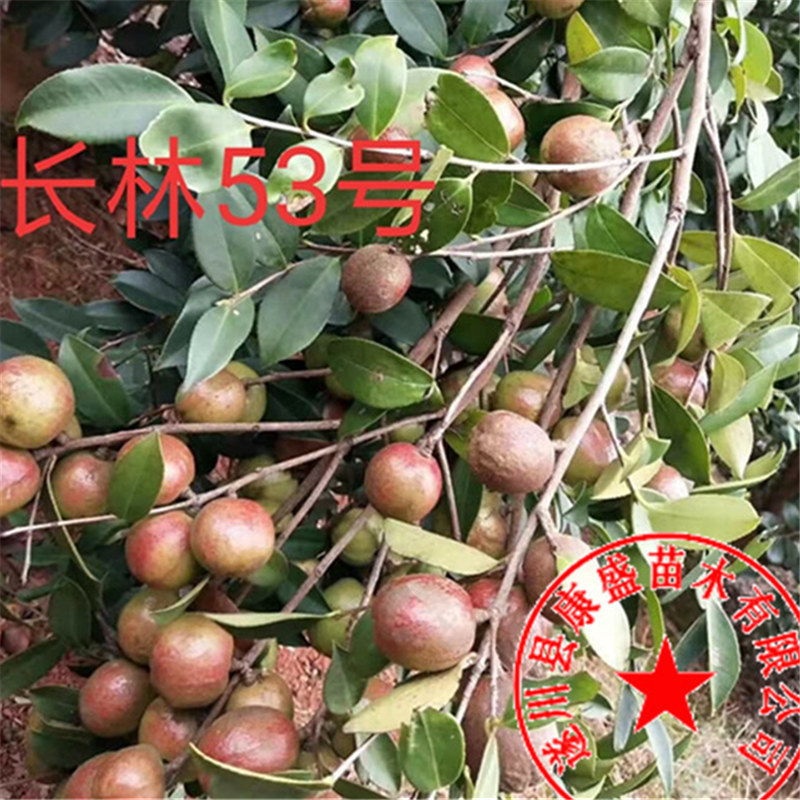 油茶树山茶油树长林系列高产嫁接品种好营养袋成活率高送种植资料