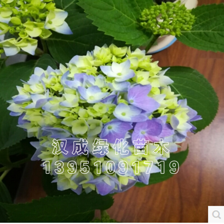 八仙花批发绣球花苗变色盆栽花卉庭院盆栽地栽无尽夏绣球当年开花