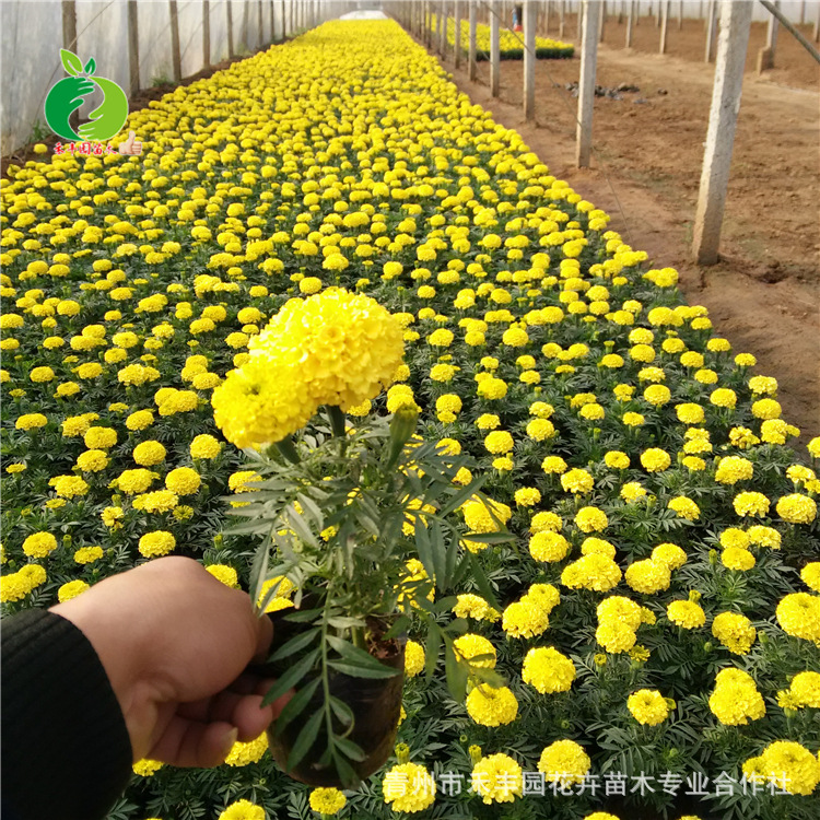 青州禾丰园 花卉培育 国庆菊万寿菊 台盆栽花长期供应