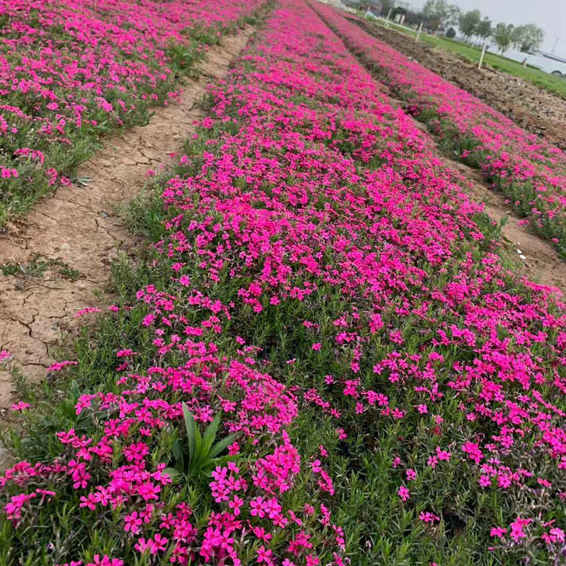 芝樱 基地批发地被植物福禄考 丛生福禄考 宿根福禄考 多花色