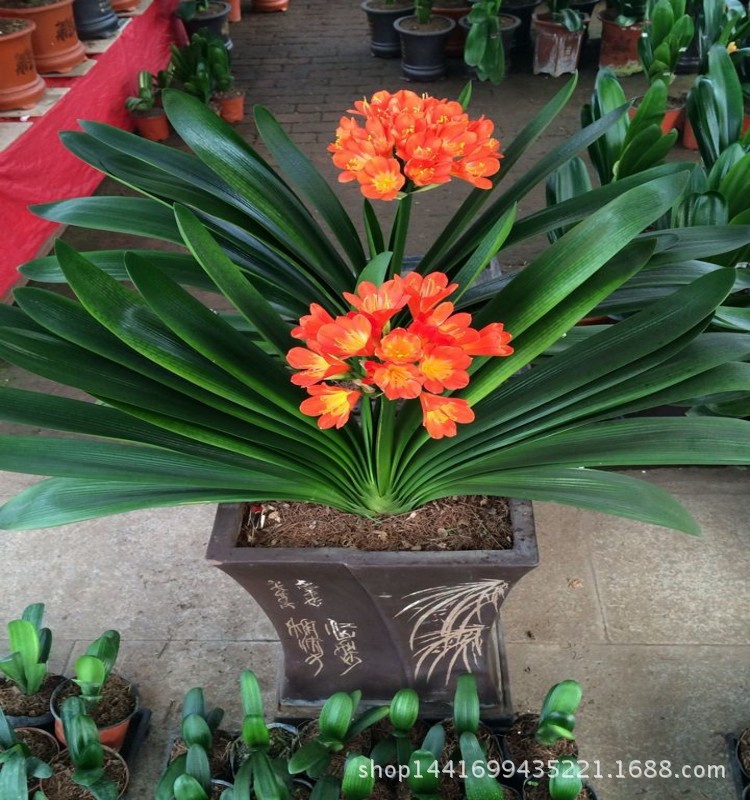 君子兰花苗绿植盆栽室内花卉君子兰苗植物蓝色君子兰花苗