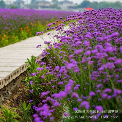 马鞭草种子多年生宿根花卉种子四季易种易活庭院景观园林花海种子