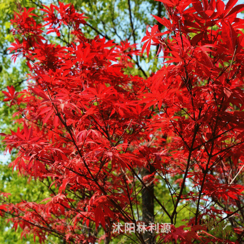 基地直供 美国红枫 秋火焰 中国红枫 四季红红枫 盆栽树日本红枫