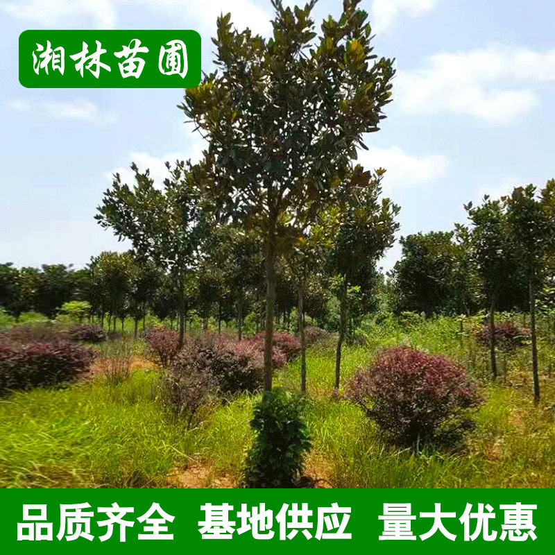 批发广玉兰 精品造型庭院植物广玉兰树 庭院花卉 基地供应