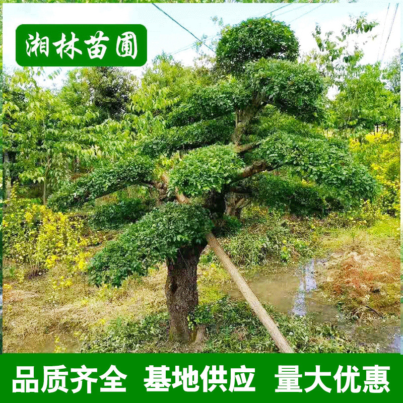 湖南优良造型榆树 造形榆树桩 榆树古桩 基地批发