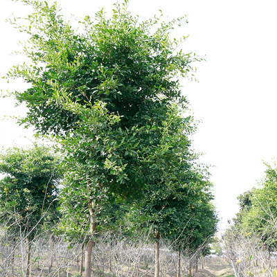 基地直供香橼树庭院植物 香缘树苗 香泡树 柑枸橼 可批发